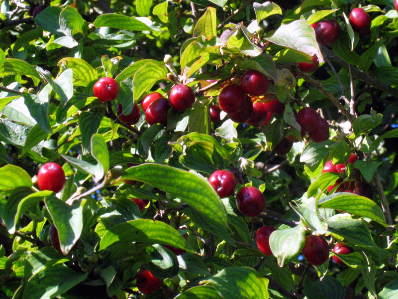 Cornus mas L. - Corniolo maschio